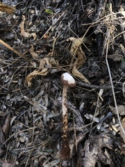 Tulostoma