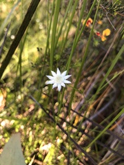 Actinotus minor