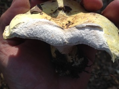 Albatrellus subrubescens