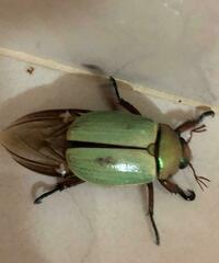 Pelidnota prasina