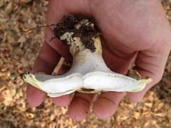 Albatrellus subrubescens