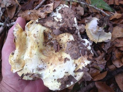 Albatrellus subrubescens