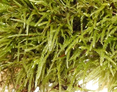 Hygroamblystegium varium