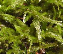 Hygroamblystegium varium