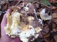 Albatrellus subrubescens