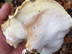 Albatrellus subrubescens