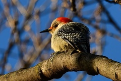 Melanerpes carolinus