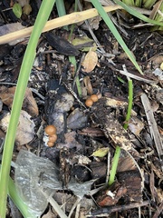 Psilocybe allenii