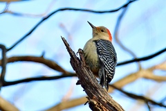 Melanerpes carolinus