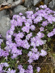 Phlox diffusa
