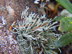 Pilophorus acicularis