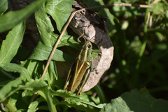 Melanoplus thomasi