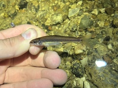 Notropis petersoni