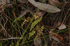Lindsaea microphylla