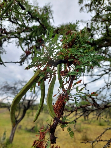 Vachellia astringens, photograph 4