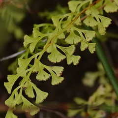 Lindsaea microphylla