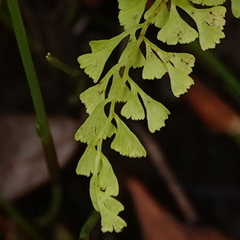 Lindsaea microphylla