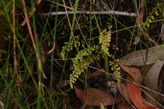 Lindsaea microphylla