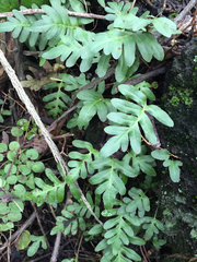 Pleopeltis thyssanolepis