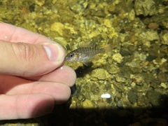 Lepomis gulosus
