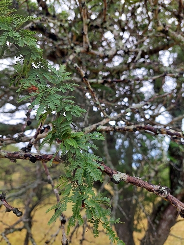 Vachellia astringens, photograph 5