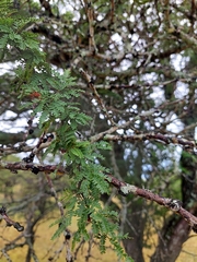 Vachellia astringens