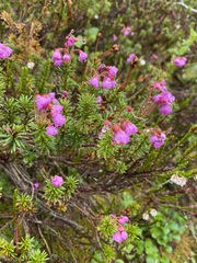 Phyllodoce empetriformis