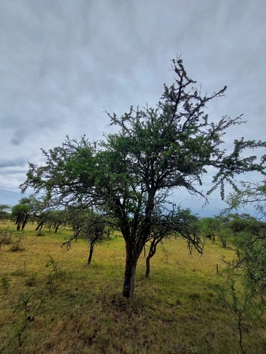 Vachellia astringens, photograph 6