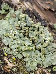 Xanthomendoza ulophyllodes