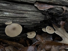 Clitocybe fragrans