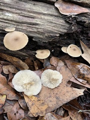 Clitocybe fragrans