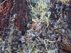 Cladonia transcendens