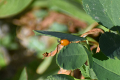 Hippodamia convergens