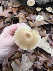 Clitocybe fragrans