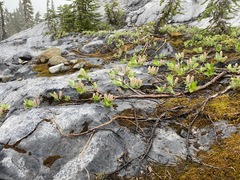 Salix arctica
