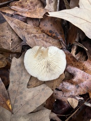 Clitocybe fragrans