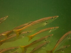 Dinolestes lewini
