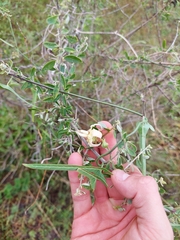 Araujia angustifolia