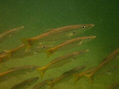 Dinolestes lewini