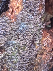 Resupinatus striatulus