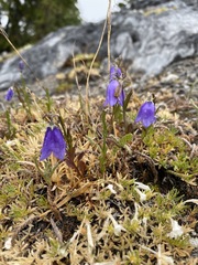 Campanula lasiocarpa
