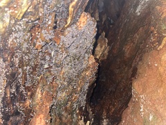 Resupinatus striatulus