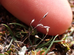 Poa lindsayi