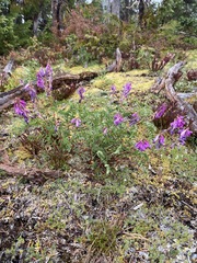 Hedysarum occidentale