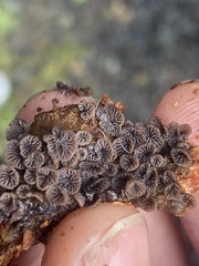 Resupinatus striatulus