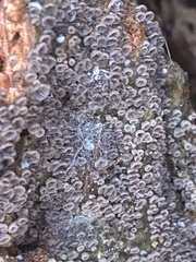 Resupinatus striatulus