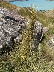 Aciphylla subflabellata