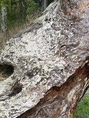 Resupinatus striatulus