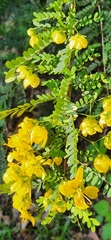 Senna polyphylla