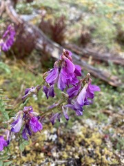 Hedysarum occidentale